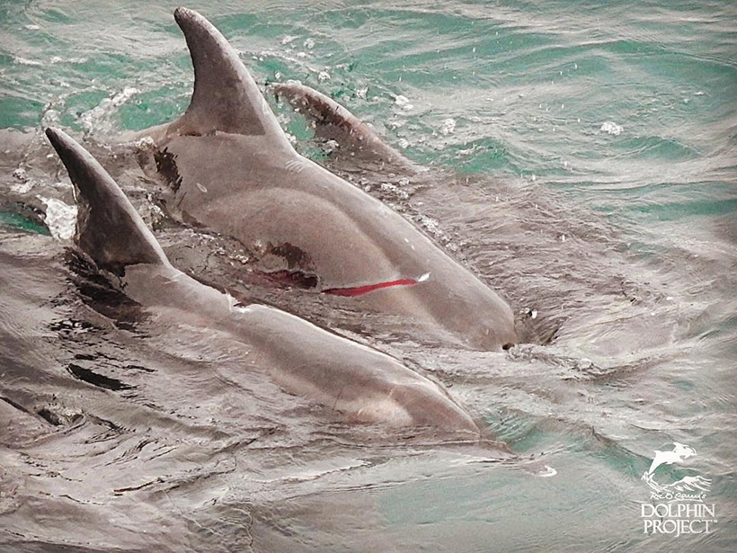 Delfin in der Bucht mit typischer Verletzung durch eine Schiffsschraube durch rücksichtsloses Überfahren